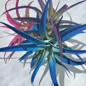 Air Plant Tillandsia Live Plant 3 Pack - Indigo Blue, Hot Pink, Purple, 4-6 inch - Image 5