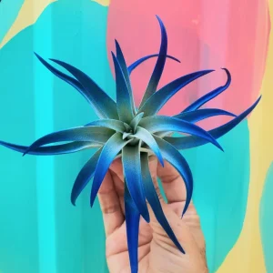 Air Plant Tillandsia Live Plant 3 Pack - Indigo Blue, Hot Pink, Purple, 4-6 inch - Image 6