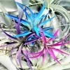 Air Plant Tillandsia Live Plant 3 Pack – Indigo, Hot Pink, Purple – 4-6 inch - Image 1