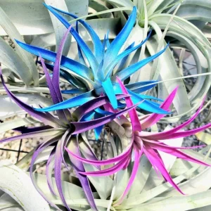 Air Plant Tillandsia Live Plant 3 Pack – Indigo, Hot Pink, Purple – 4-6 inch - Image 1