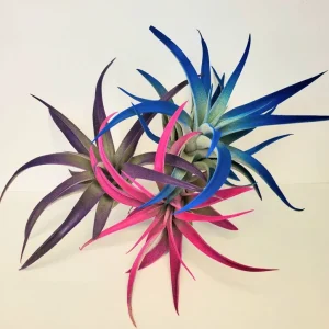 Air Plant Tillandsia Live Plant 3 Pack – Indigo, Hot Pink, Purple – 4-6 inch - Image 2
