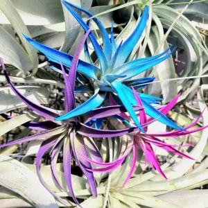 Air Plant Tillandsia Live Plant 3 Pack – Indigo, Hot Pink, Purple – 4-6 inch - Image 3