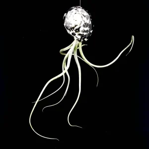 Air Plant Tillandsia Live Plant in Seashell Decor - 5-8 Inch - Image 2
