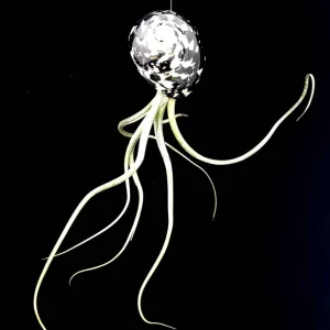 Air Plant Tillandsia Live Plant in Seashell Decor - 5-8 Inch - Image 3