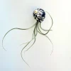 Air Plant Tillandsia Live Plant in Seashell Decor - 5-8 Inch - Image 1