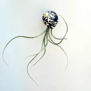 Air Plant Tillandsia Live Plant in Seashell Decor - 5-8 Inch - Image 1