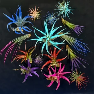 Air Plant Tillandsia Mix Live Plants - Random Assortment, 2-8