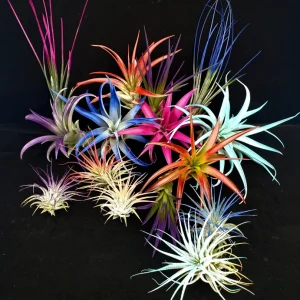 Air Plant Tillandsia Mix Live Plants - Random Assortment, 2-8
