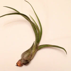 Air Plant Tillandsia Pseudobaileyi Live Plant - Unique Indoor Tillandsia - Image 2