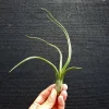 Air Plant Tillandsia Pseudobaileyi Live Plant - Unique Indoor Tillandsia - Image 1