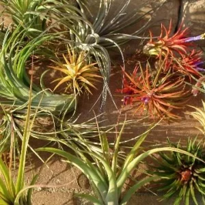 Air Plant Wholesale Mix Tillandsia Live Plant for Terrariums, 2-5 inch - Image 2