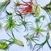 Air Plant Wholesale Mix Tillandsia Live Plant for Terrariums, 2-5 inch - Image 1