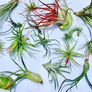 Air Plant Wholesale Mix Tillandsia Live Plant for Terrariums, 2-5 inch - Image 1