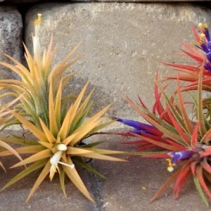 Air Plant Wholesale Mix Tillandsia Live Plant for Terrariums, 2-5 inch - Image 4