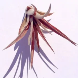Air Plant Wholesale Mix Tillandsia Live Plant for Terrariums, 2-5 inch - Image 5