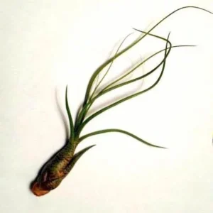 Air Plant Wholesale Mix Tillandsia Live Plant for Terrariums, 2-5 inch - Image 6