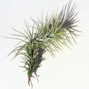 Air Plant Wholesale Mix Tillandsia Live Plant for Terrariums, 2-5 inch - Image 7