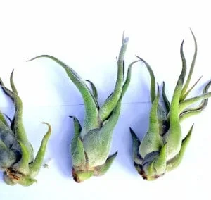 Air Plant Wholesale Mix Tillandsia Live Plant for Terrariums, 2-5 inch - Image 8