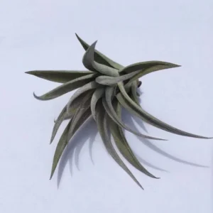 Air Plant Wholesale Mix Tillandsia Live Plant for Terrariums, 2-5 inch - Image 9