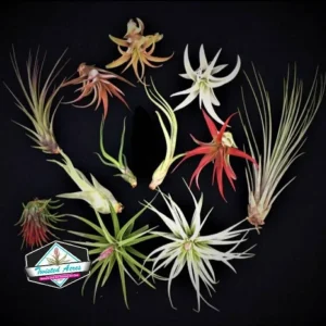 Air Plant Wholesale Mix Tillandsia Live Plants for Terrariums & Favors, 2-5 inch - Image 2