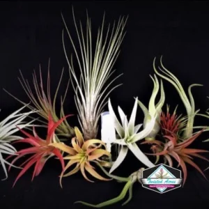 Air Plant Wholesale Mix Tillandsia Live Plants for Terrariums & Favors, 2-5 inch - Image 3