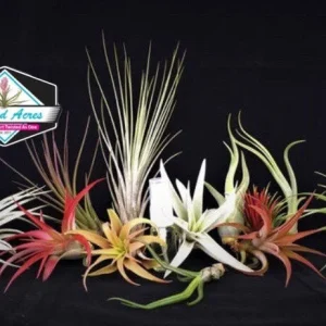 Air Plant Wholesale Mix Tillandsia Live Plants for Terrariums & Favors, 2-5 inch - Image 4