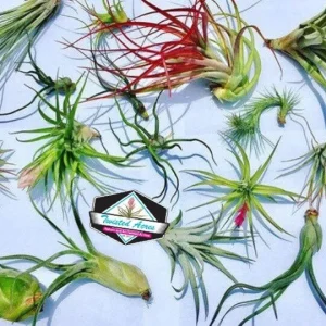 Air Plant Wholesale Mix Tillandsia Live Plants for Terrariums & Favors, 2-5 inch - Image 5