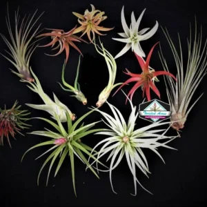 Air Plant Wholesale Mix Tillandsia Live Plants for Terrariums & Favors, 2-5 inch - Image 6