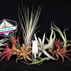 Air Plant Wholesale Mix Tillandsia Live Plants for Terrariums & Favors, 2-5 inch - Image 7