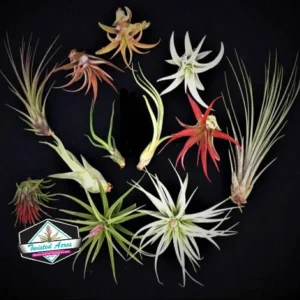 Air Plant Wholesale Mix Tillandsia Live Plants for Terrariums & Favors, 2-5 inch - Image 8