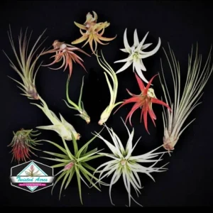 Air Plant Wholesale Mix Tillandsia Live Plants for Terrariums & Favors, 2-5 inch - Image 9