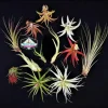 Air Plant Wholesale Mix Tillandsia Live Plants for Terrariums & Favors, 2-5 inch - Image 1