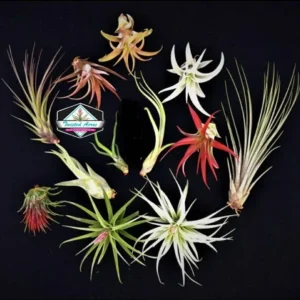 Air Plant Wholesale Mix Tillandsia Live Plants for Terrariums & Favors, 2-5 inch - Image 1