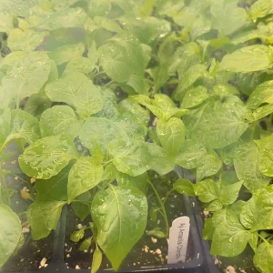 Aji Chinchi Amarillo Hot Pepper Live Plants - 3 Pack, 75+ Days Old, Peruvian - Image 2