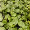 Aji Chinchi Amarillo Hot Pepper Live Plants - 3 Pack, 75+ Days Old, Peruvian - Image 1