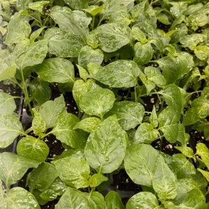Aji Chinchi Amarillo Hot Pepper Live Plants - 3 Pack, 75+ Days Old, Peruvian - Image 1