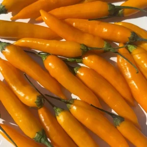 Aji Chinchi Amarillo Hot Pepper Live Plants - 3 Pack, 75+ Days Old, Peruvian - Image 3