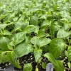 Aji Mango Live Plant - 3 Pack, 75+ Days Old, Medium Hot Tropical Pepper - Image 1