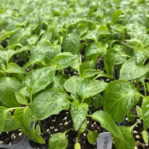 Aji Mango Live Plant - 3 Pack, 75+ Days Old, Medium Hot Tropical Pepper - Image 1