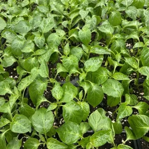 Aji Mango Live Plant - 3 Pack, 75+ Days Old, Medium Hot Tropical Pepper - Image 2