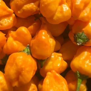 Aji Mango Live Plant - 3 Pack, 75+ Days Old, Medium Hot Tropical Pepper - Image 3