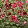 Alcea Rosea 'Indian Spring' Hollyhock Live Plant - Mixed Colors - 2.5x3.5 Inch Pot - Image 1