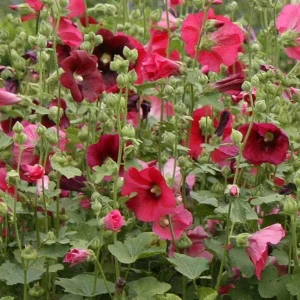 Alcea Rosea 'Indian Spring' Hollyhock Live Plant - Mixed Colors - 2.5x3.5 Inch Pot - Image 1