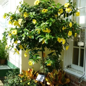 Allamanda 'Golden Butterfly' Live Plant - Yellow Trumpet Vine - Pack of 2, 5-9 inch Starter Plants - Image 2