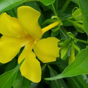 Allamanda 'Golden Butterfly' Live Plant - Yellow Trumpet Vine - Pack of 2, 5-9 inch Starter Plants - Image 3