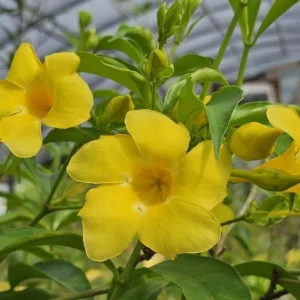 Allamanda 'Golden Butterfly' Live Plant - Yellow Trumpet Vine - Pack of 2, 5-9 inch Starter Plants - Image 4
