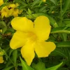Allamanda 'Golden Butterfly' Live Plant - Yellow Trumpet Vine - Pack of 2, 5-9 inch Starter Plants - Image 1