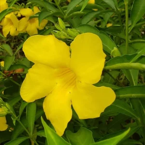 Allamanda 'Golden Butterfly' Live Plant - Yellow Trumpet Vine - Pack of 2, 5-9 inch Starter Plants - Image 1