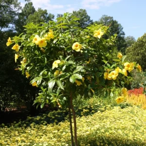 Allamanda 'Golden Butterfly' Live Plant - Yellow Trumpet Vine - Pack of 2, 5-9 inch Starter Plants - Image 5