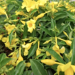 Allamanda 'Golden Butterfly' Live Plant - Yellow Trumpet Vine - Pack of 2, 5-9 inch Starter Plants - Image 7